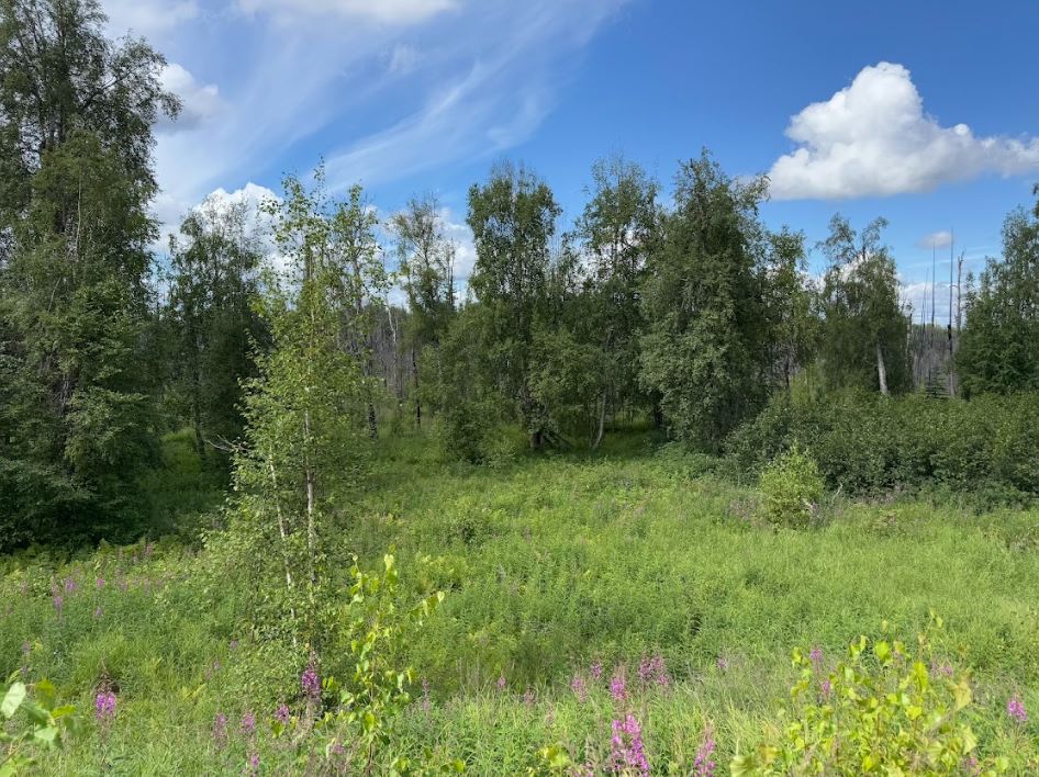 5 Acres of Peace and Quiet in Talkeetna, AK