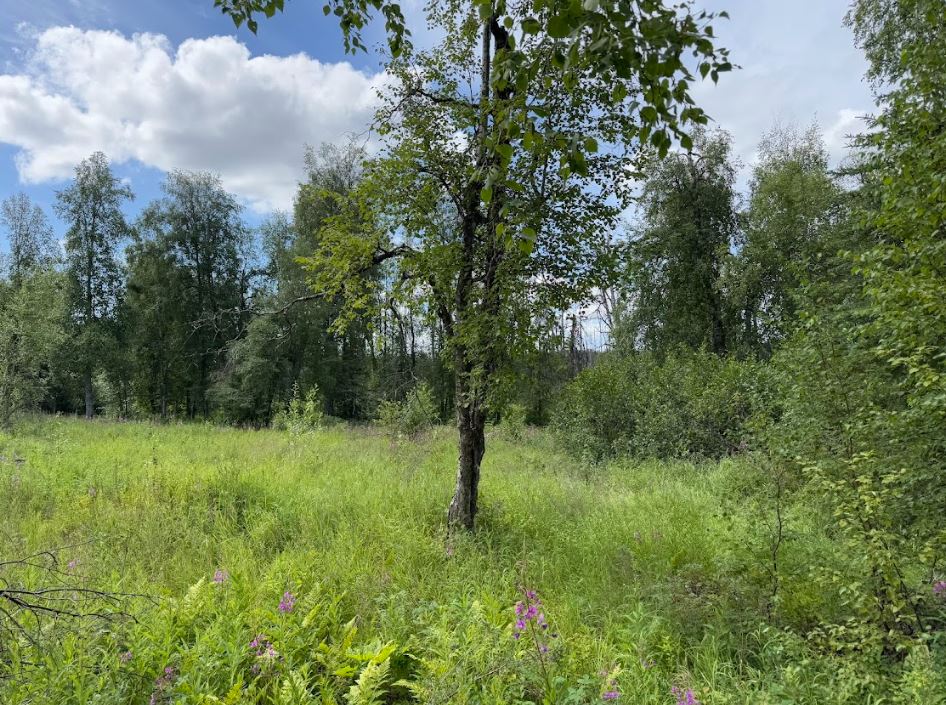 5 Acres of Peace and Quiet in Talkeetna, AK