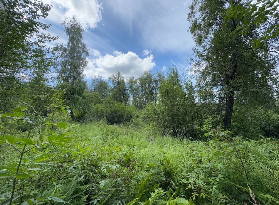 5 Acres of Peace and Quiet in Talkeetna, AK