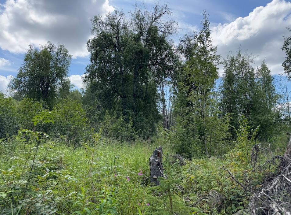5 Acres of Peace and Quiet in Talkeetna, AK