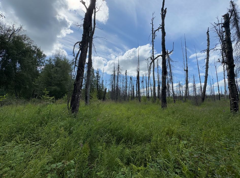 5 Acres of Peace and Quiet in Talkeetna, AK