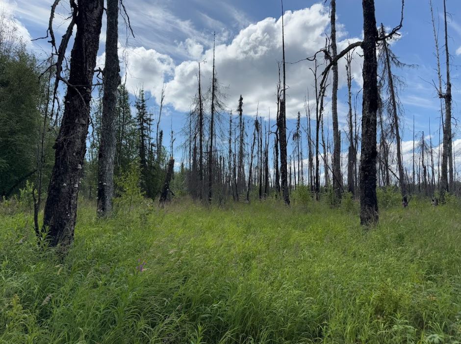 5 Acres of Peace and Quiet in Talkeetna, AK