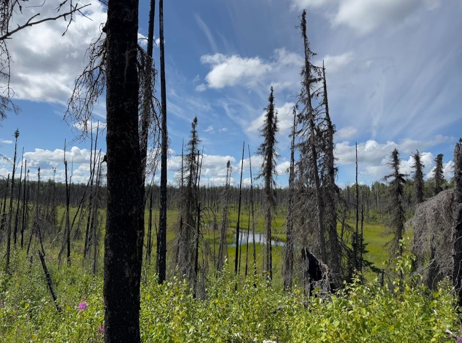 5 Acres of Peace and Quiet in Talkeetna, AK