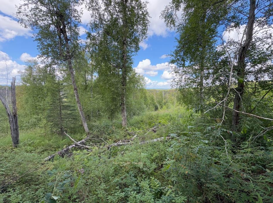 5 Acres of Peace and Quiet in Talkeetna, AK