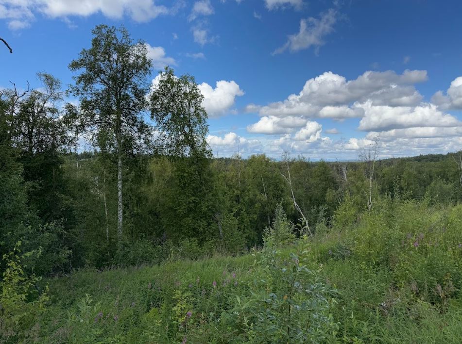 5 Acres of Peace and Quiet in Talkeetna, AK