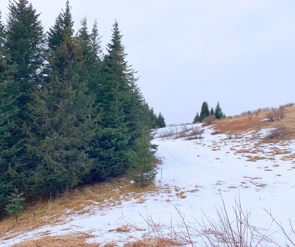 5 Acres in Homer, AK with Rural Unrestricted Zoning for Sale