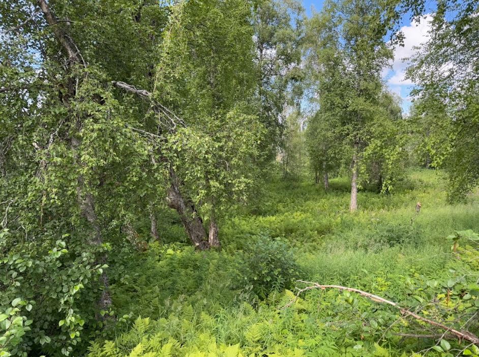 5 Acres of Peace and Quiet in Talkeetna, AK