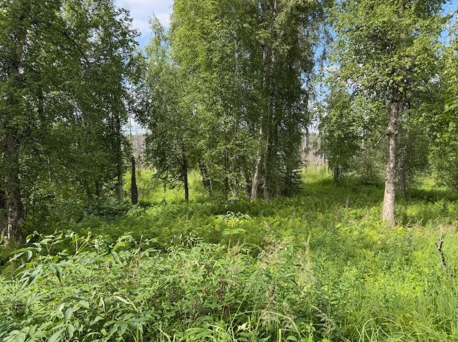 5 Acres of Peace and Quiet in Talkeetna, AK