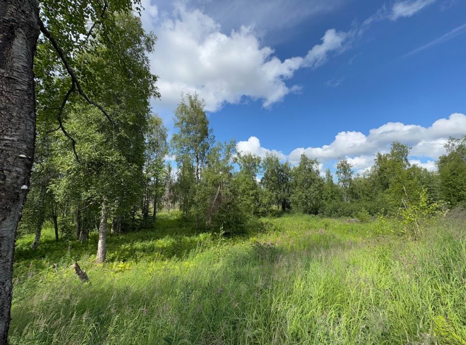 5 Acres of Peace and Quiet in Talkeetna, AK