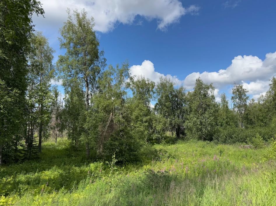 5 Acres of Peace and Quiet in Talkeetna, AK