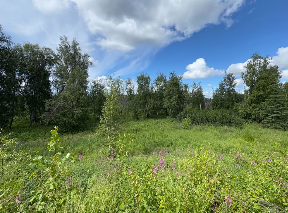 5 Acres of Peace and Quiet in Talkeetna, AK
