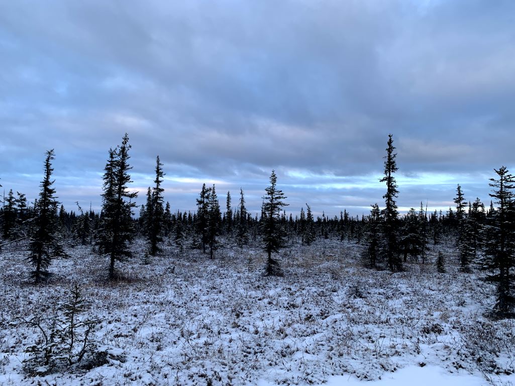🌲Discover the Hidden Gem: 40-Acre Paradise in Anchor Point, AK!🌲