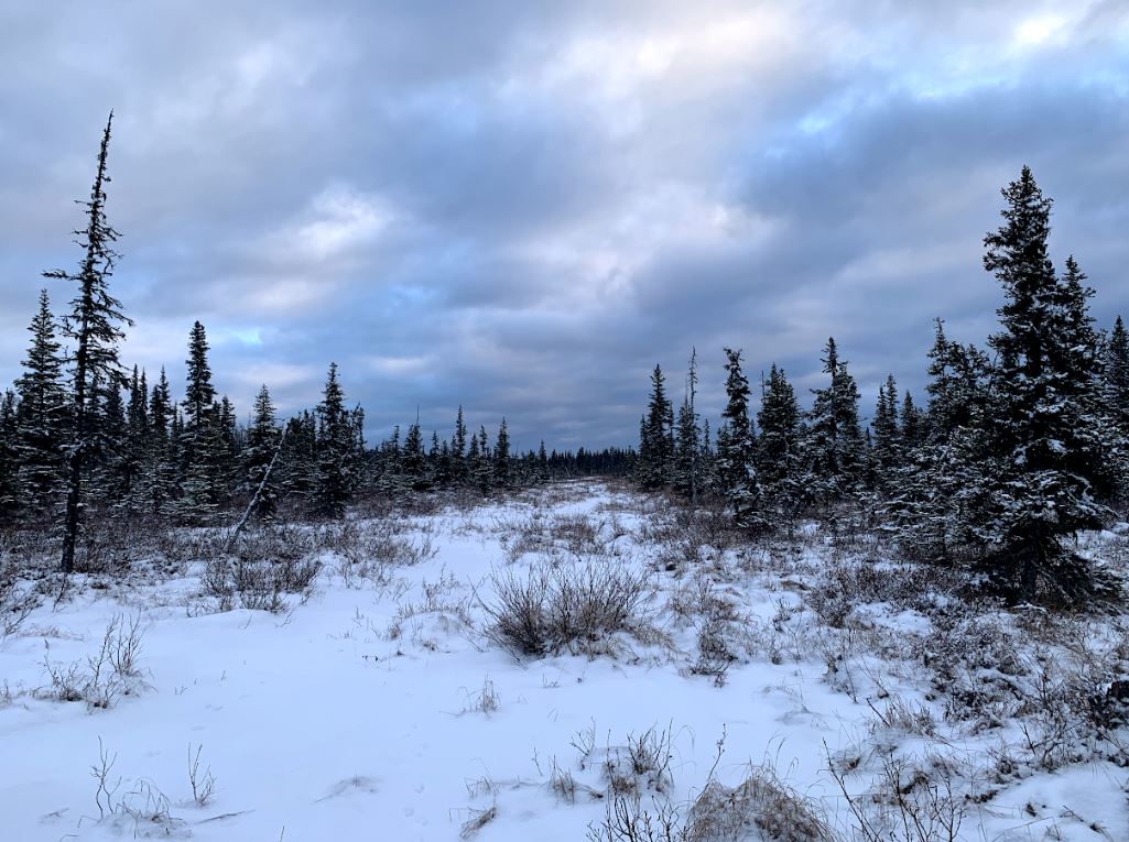 🌲Discover the Hidden Gem: 40-Acre Paradise in Anchor Point, AK!🌲