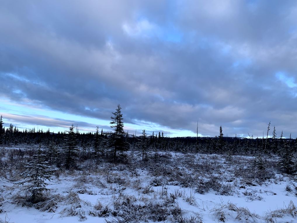 🌲Discover the Hidden Gem: 40-Acre Paradise in Anchor Point, AK!🌲