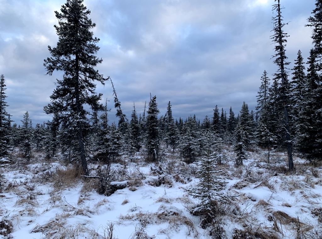 🌲Discover the Hidden Gem: 40-Acre Paradise in Anchor Point, AK!🌲