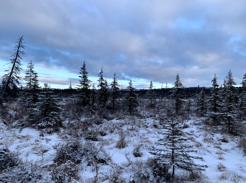 🌲Discover the Hidden Gem: 40-Acre Paradise in Anchor Point, AK!🌲