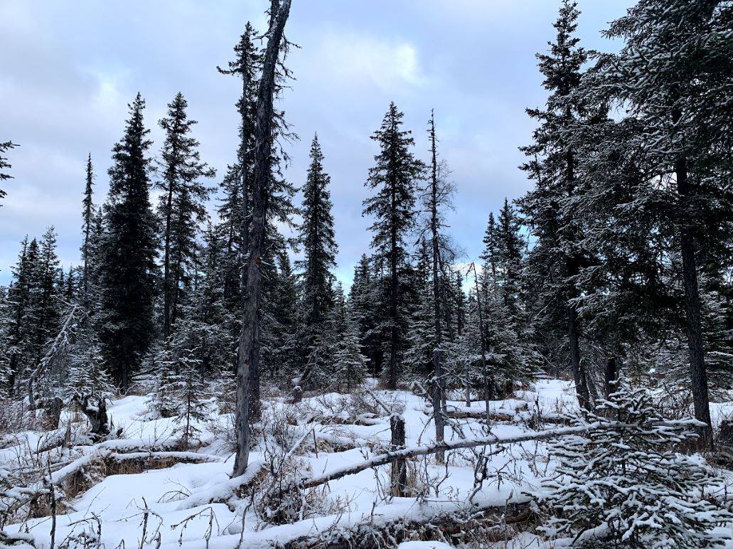 🌲Discover the Hidden Gem: 40-Acre Paradise in Anchor Point, AK!🌲