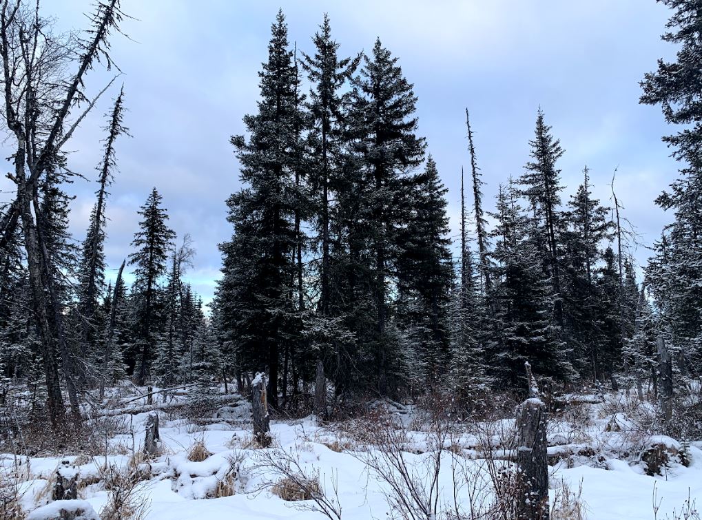 🌲Discover the Hidden Gem: 40-Acre Paradise in Anchor Point, AK!🌲