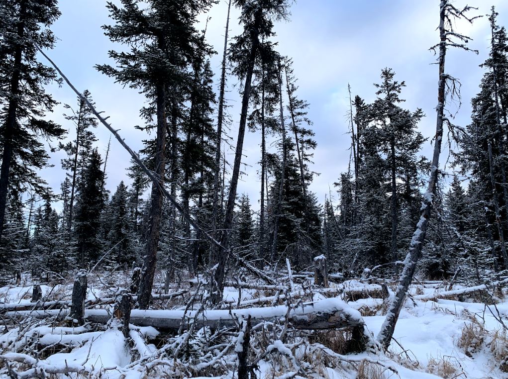 🌲Discover the Hidden Gem: 40-Acre Paradise in Anchor Point, AK!🌲