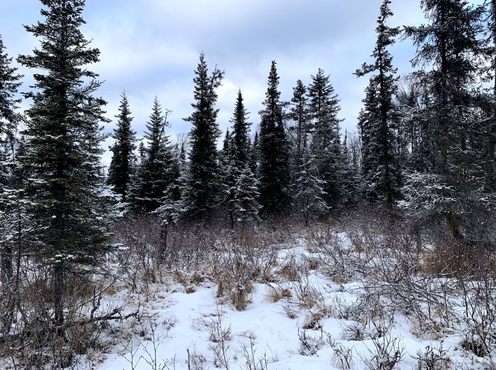 🌲Discover the Hidden Gem: 40-Acre Paradise in Anchor Point, AK!🌲