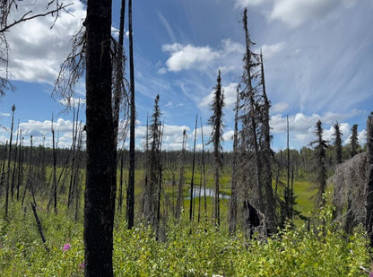5 Acres of Peace and Quiet in Talkeetna, AK