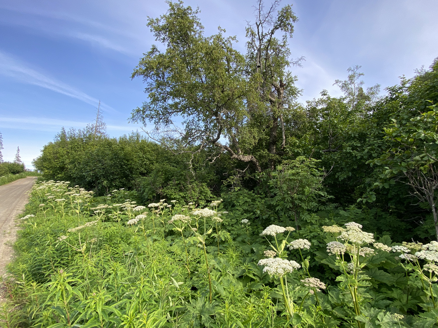 🌲Buy Land 1.52 Acres with A View in Nikiski, AK🌲